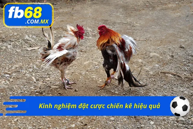 Học hỏi kinh nghiệm để trở thành cược thủ bất bại